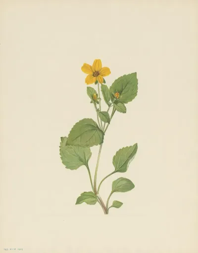 Goldenstar Chrysogonum Virginianum 2