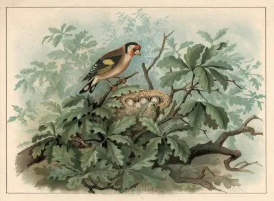 Goldfinch Fringilla Carduelis