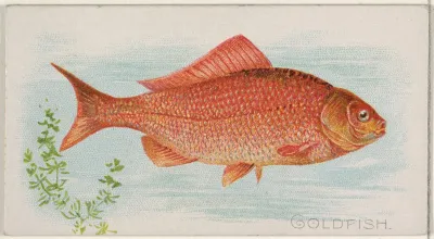 Goldfish 2