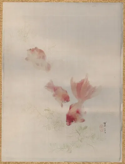 Goldfish 3