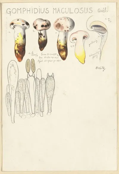 Gomphidius Maculosus