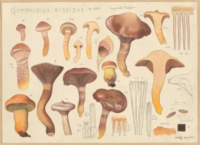 Gomphidius Viscidus L 1758