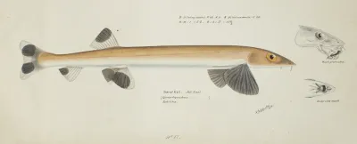 Gonorynchus Fosteri Nz Sand Fish