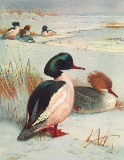 Goosander