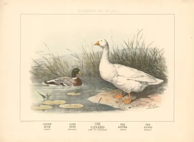 Goose Duck