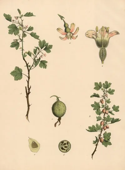 Gooseberry 2