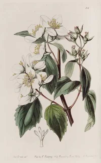 Gordons Philadelphus