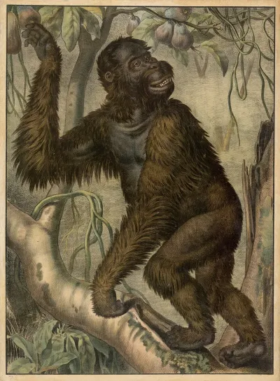Gorilla 2