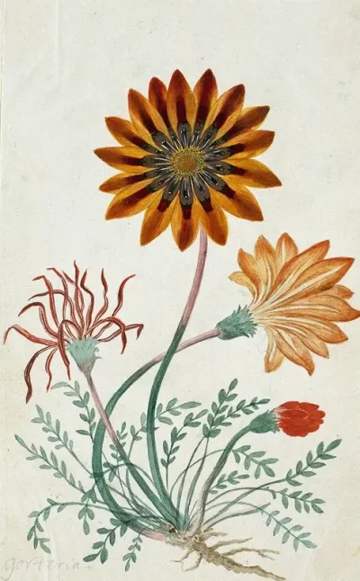 Gorteria Diffusa