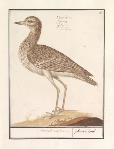 Goudplevier Pluvialis Apricaria 3