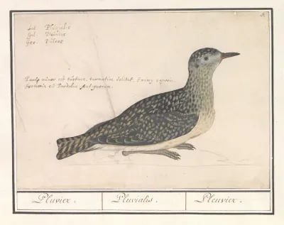 Goudplevier Pluvialis Apricaria