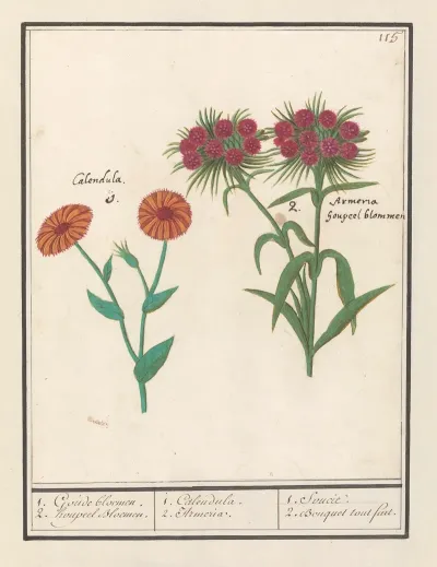 Goudsbloem Calendula En Duizendschoon Dianthus Barbatus 1 Goude Bloemen 2 Houpeel Bloemen