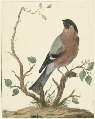 Goudvink