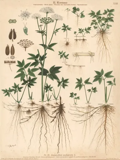 Goutweed Bishopweed