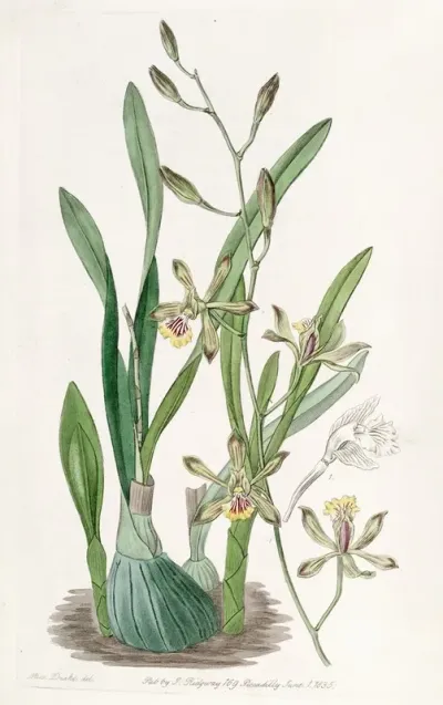 Graceful Epidendrum