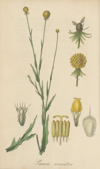 Graemia Aromatica