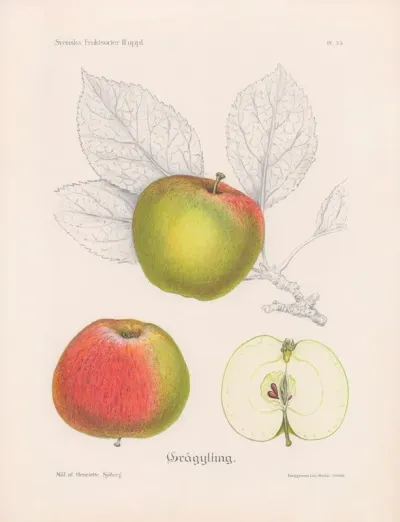 Gragylling
