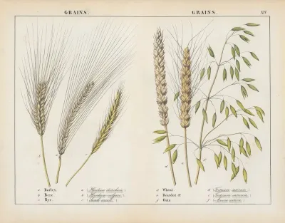 Grains