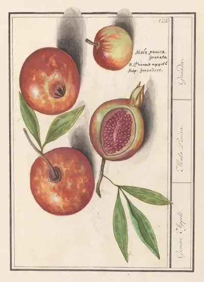 Granaatappel Punica Granatum Grenaert Appels Mala Punica Grenades