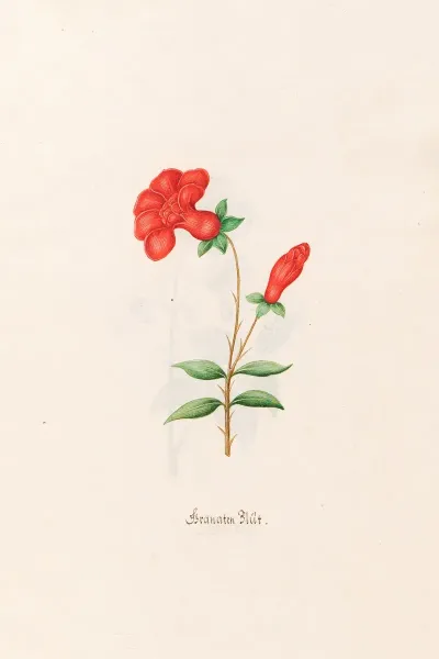 Granaten Blut