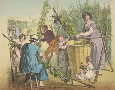 Grape Harvest 11