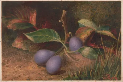 Grapes 6