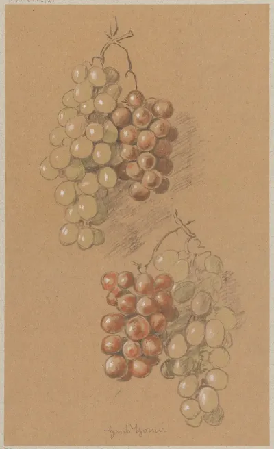 Grapes 7