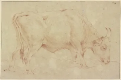 Grasender Stier Nach Rechts