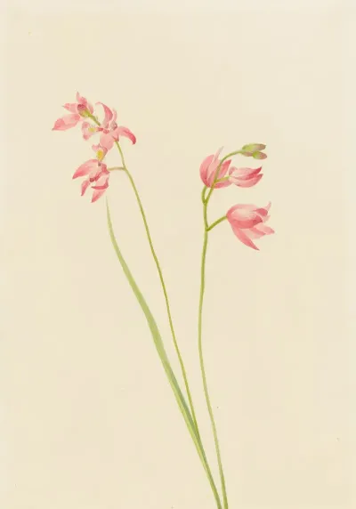 Grass Pink Orchid Limodorum Tuberosum 2