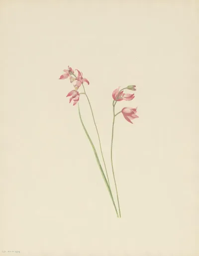 Grass Pink Orchid Limodorum Tuberosum 3