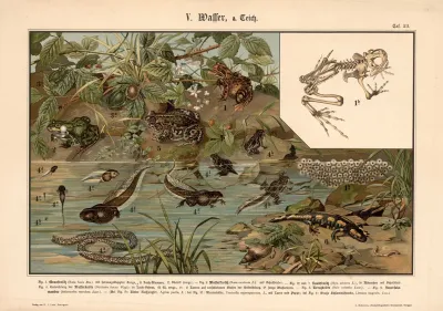 Grass Water And Tree Frogs Lizards Toads And Salamanders