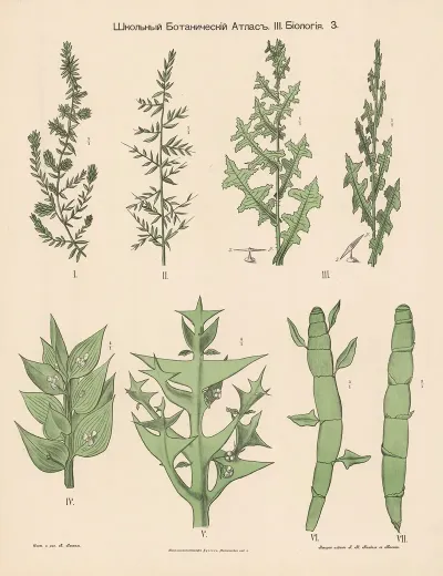 Grasses