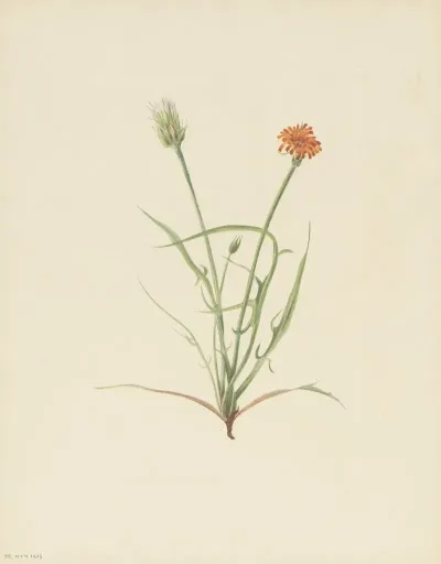 Grassleaf Agoseris Agoseris Graminifolia 2