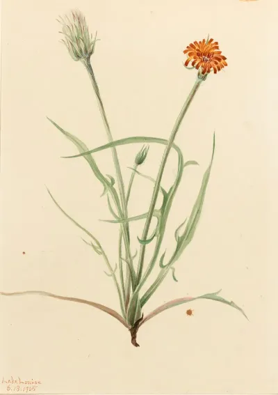 Grassleaf Agoseris Agoseris Graminifolia