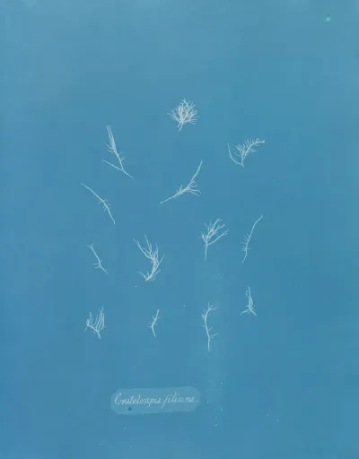 Grateloupia Filicina 2