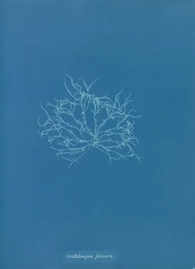 Grateloupia Filicina
