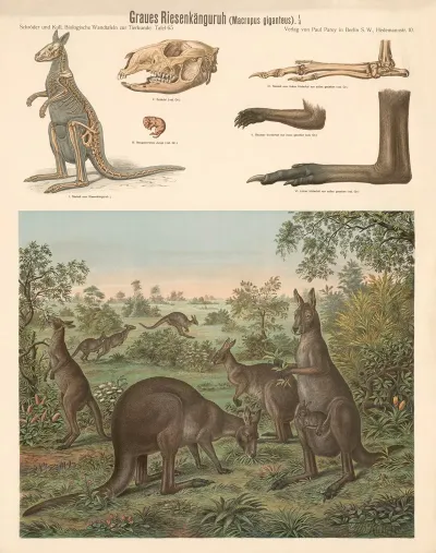 Graues Riesenkanguruh Macropus Giganteus