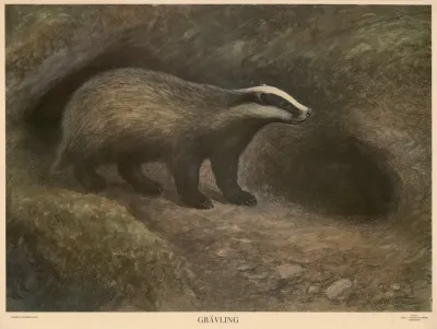 Gravling