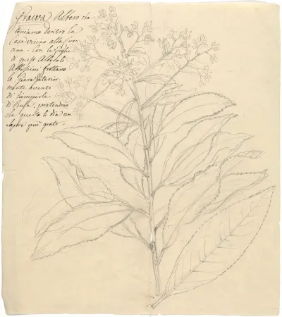 Grawa Vernonia Amygdalina
