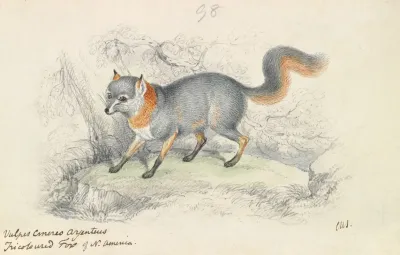 Gray Fox