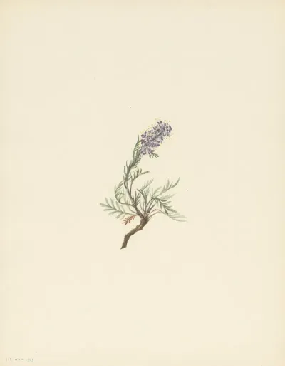 Gray Phacelia Phacelia Sericea 3