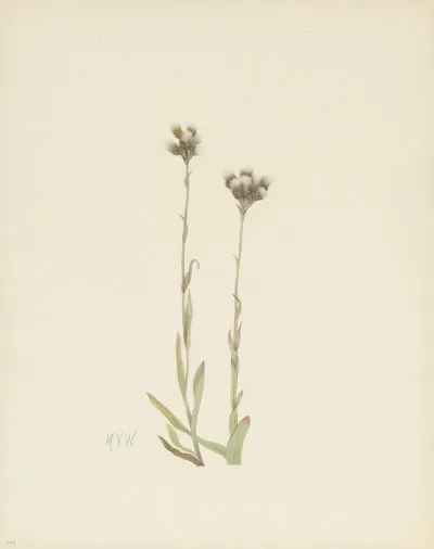 Gray Pussytoes Antennaria Howellii 2