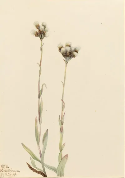 Gray Pussytoes Antennaria Howellii