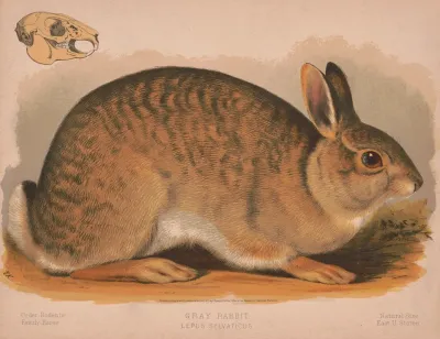 Gray Rabbit Lepus Sylvaticus