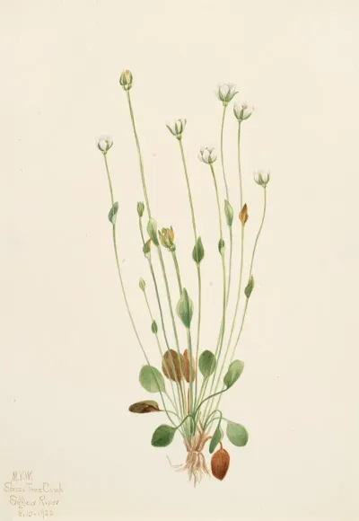 Gray Ragwort Senecio Canus