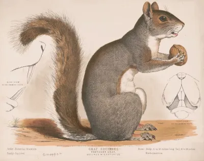 Gray Squirrel Northern Gray Sciurus Migratorius