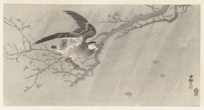 Gray Starling In Storm