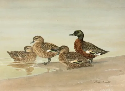 Gray Teal Chestnut Breasted Teal