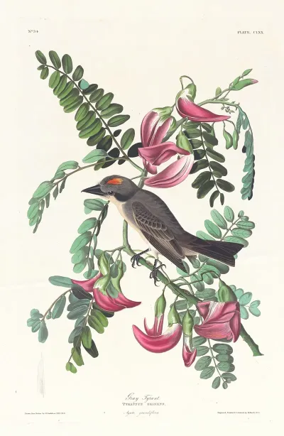 Gray Tyrant