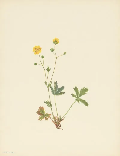 Grayleaf Fivefinger Potentilla Glaucophylla 2